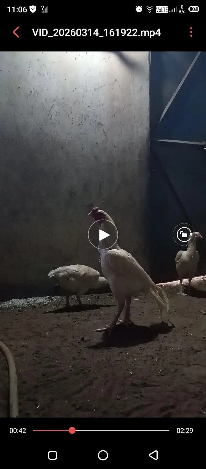 Aseel heera chicks/high quality aseel chicks/Paperwhite heera — photo 4