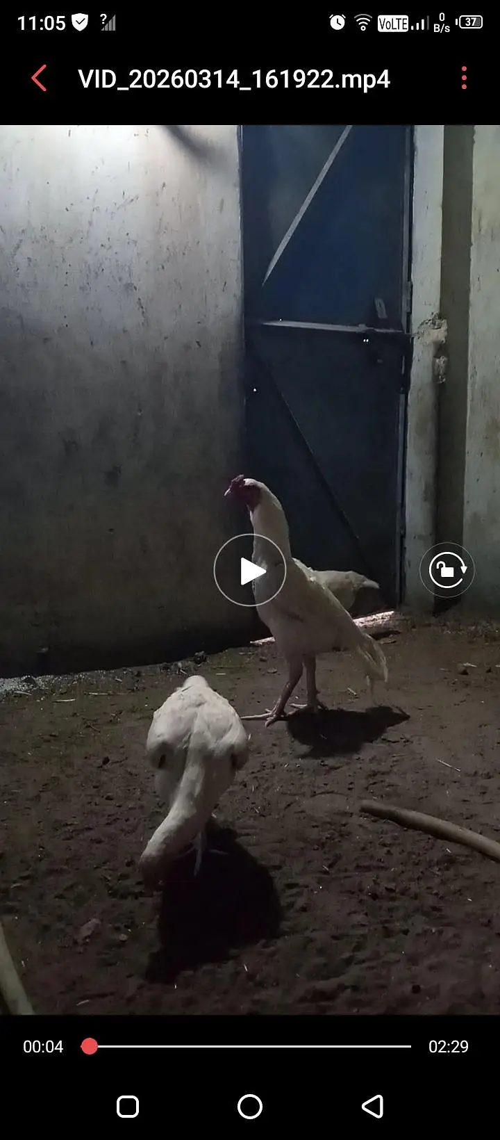 Aseel heera chicks/high quality aseel chicks/Paperwhite heera — photo 6