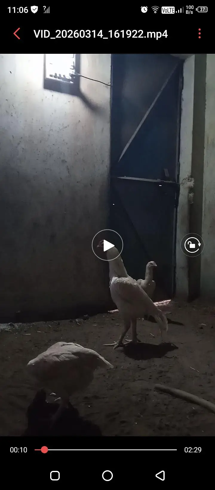 Aseel heera chicks/high quality aseel chicks/Paperwhite heera — photo 7