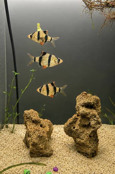 Tiger barbs 07 pieces