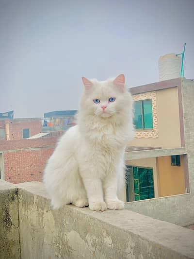  Elegant White Persian Cat | Vaccinated | Family Friendly