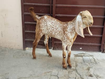 desi Bakra for sale,,03487390292)