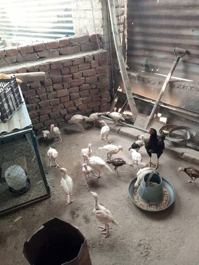Aseel heera chicks  for sale /heera/paper white heera chicks