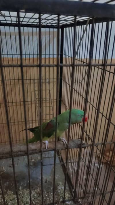 kashmiri rah female for sale