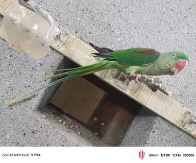 kashmiri raw parrots original jumbo size