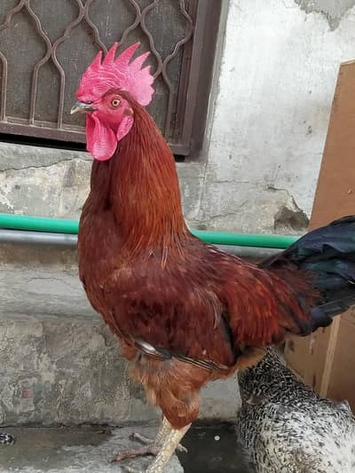 Golden male cock