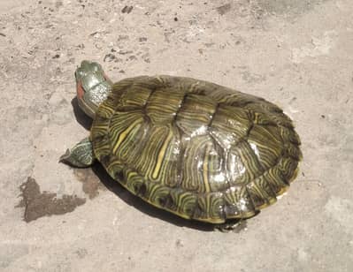 Red Eared Slider Turtle
