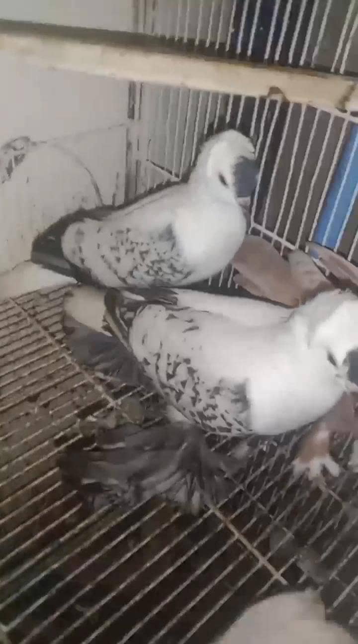 sollow 1