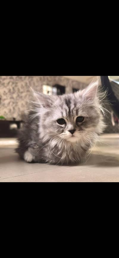 Cute Persian Cat for Sale – Friendly & Playful