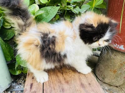 bipattern and calico persian triple coat extreme punched