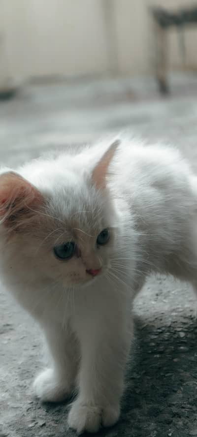 Pursuan Cat