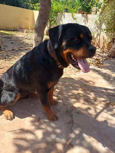 Rott weiler pedigree