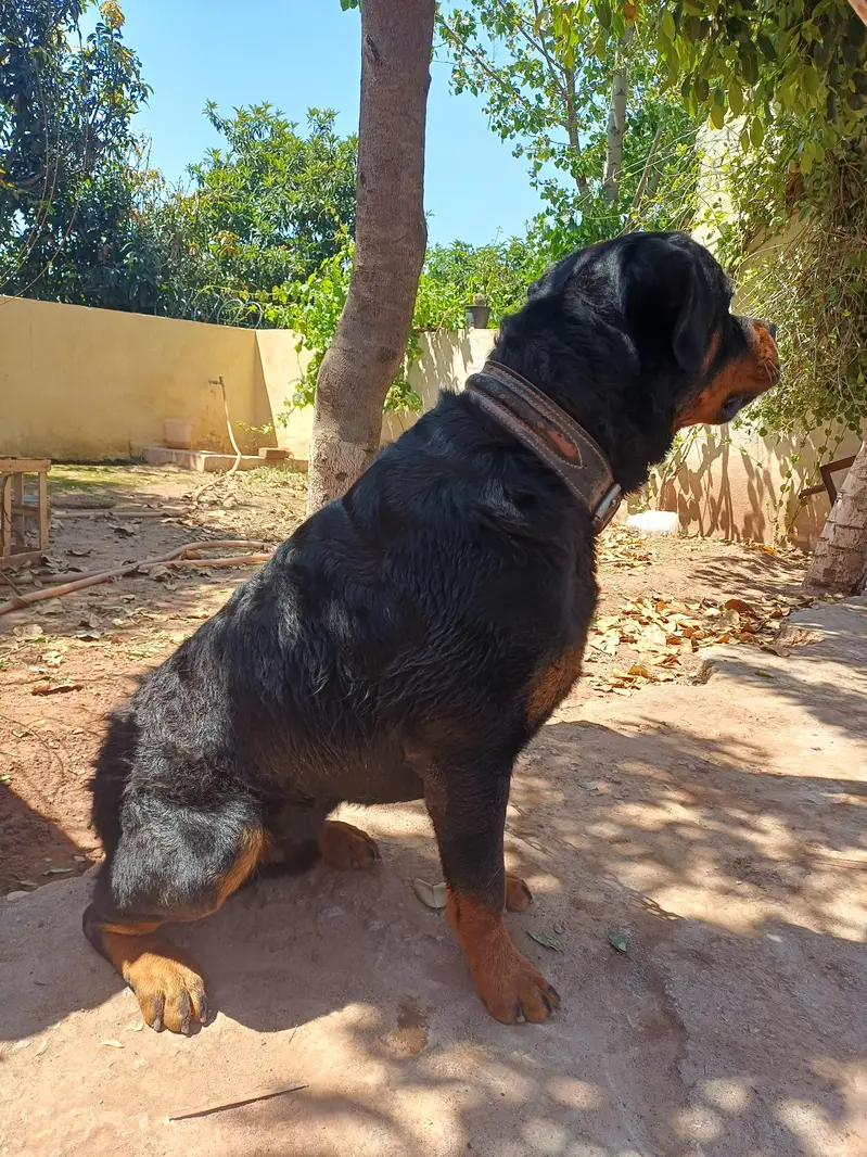 Rott weiler pedigree — photo 2