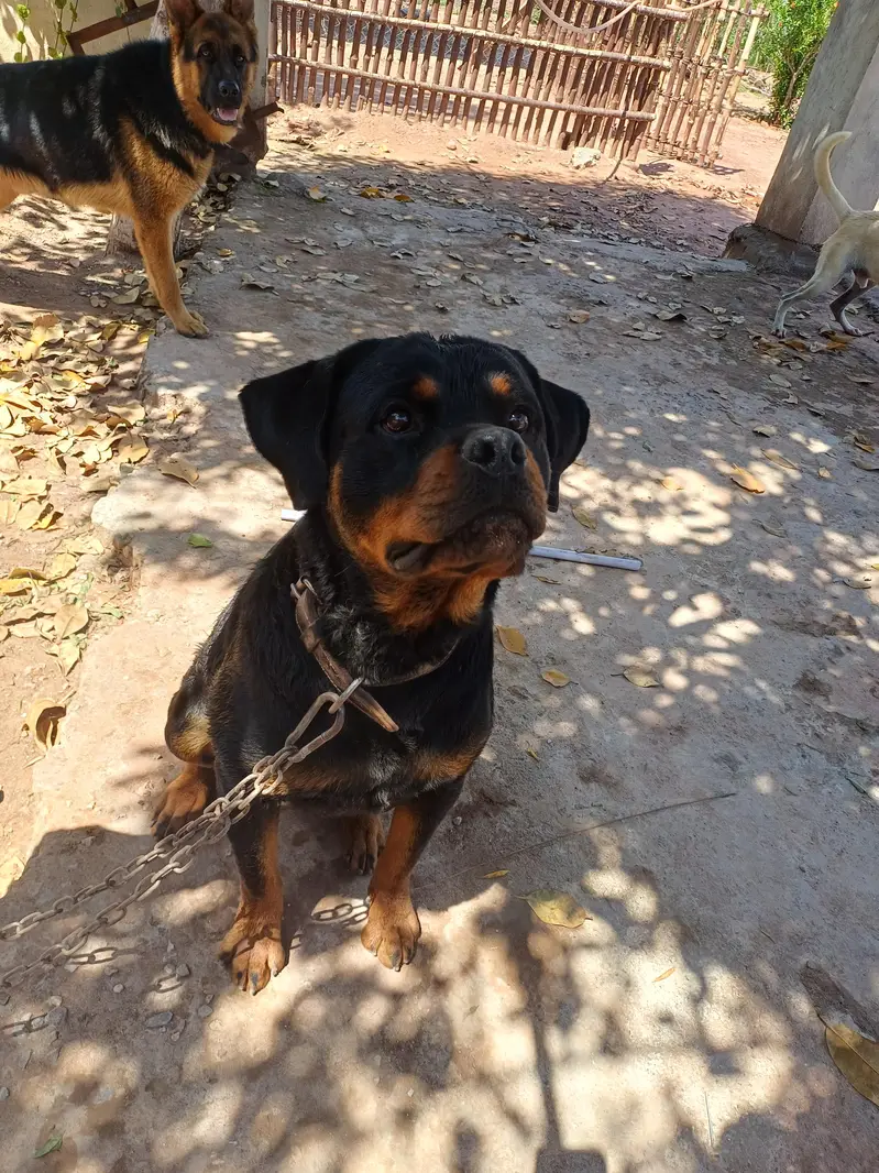 Rott weiler pedigree — photo 3