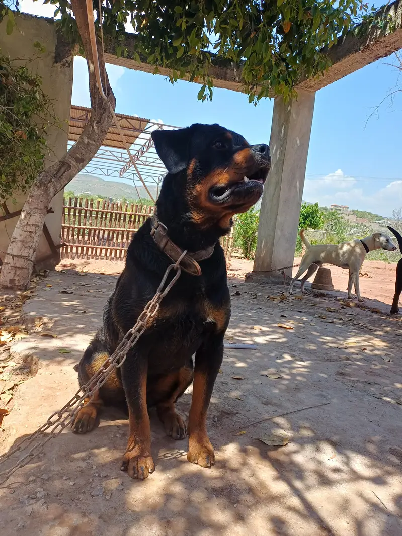 Rott weiler pedigree — photo 4
