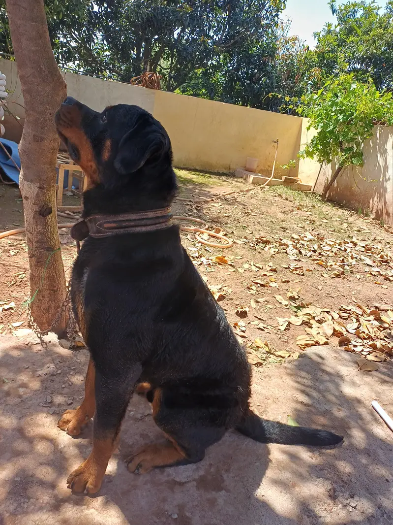 Rott weiler pedigree — photo 5
