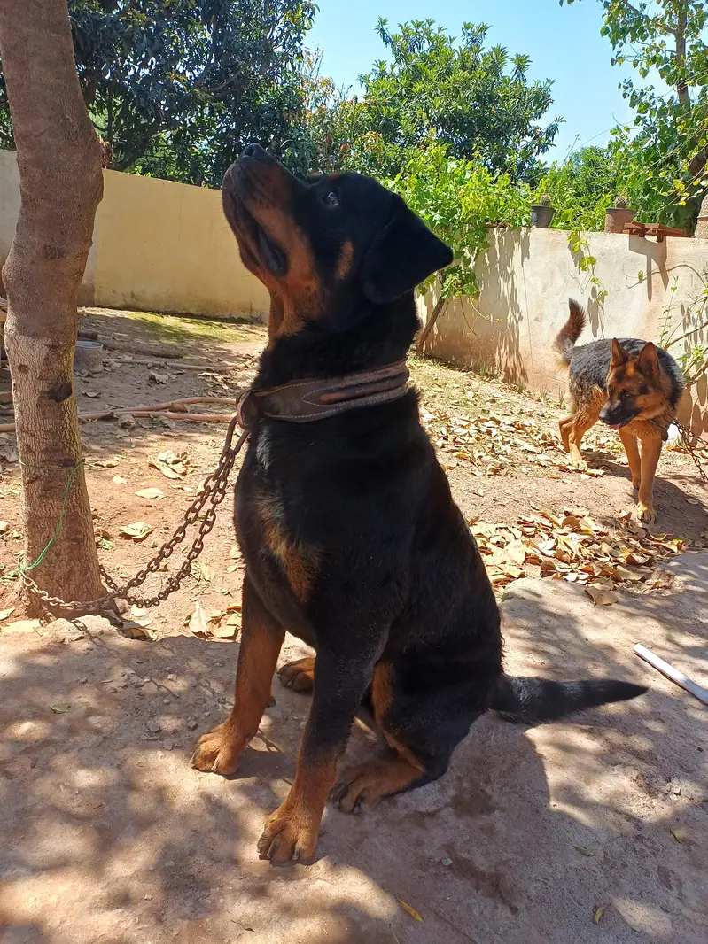 Rott weiler pedigree — photo 6