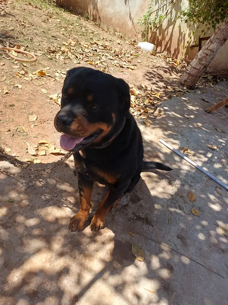 Rott weiler pedigree — photo 7