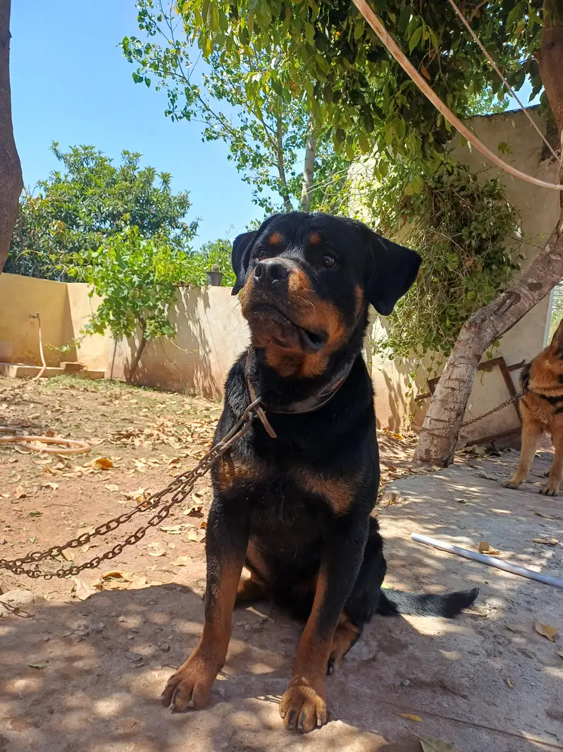 Rott weiler pedigree — photo 8