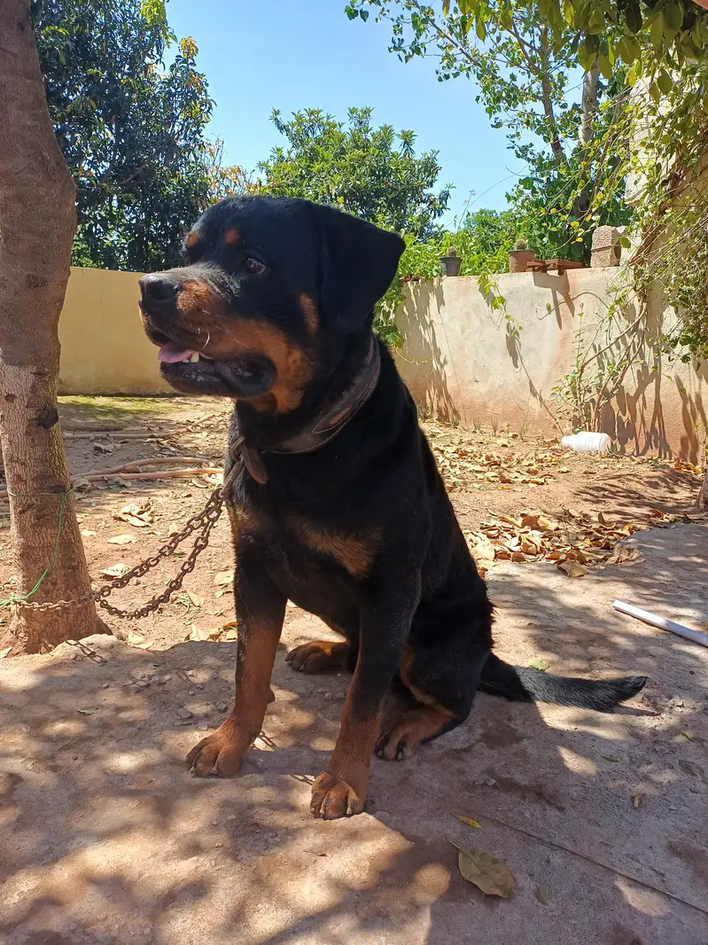 Rott weiler pedigree — photo 9