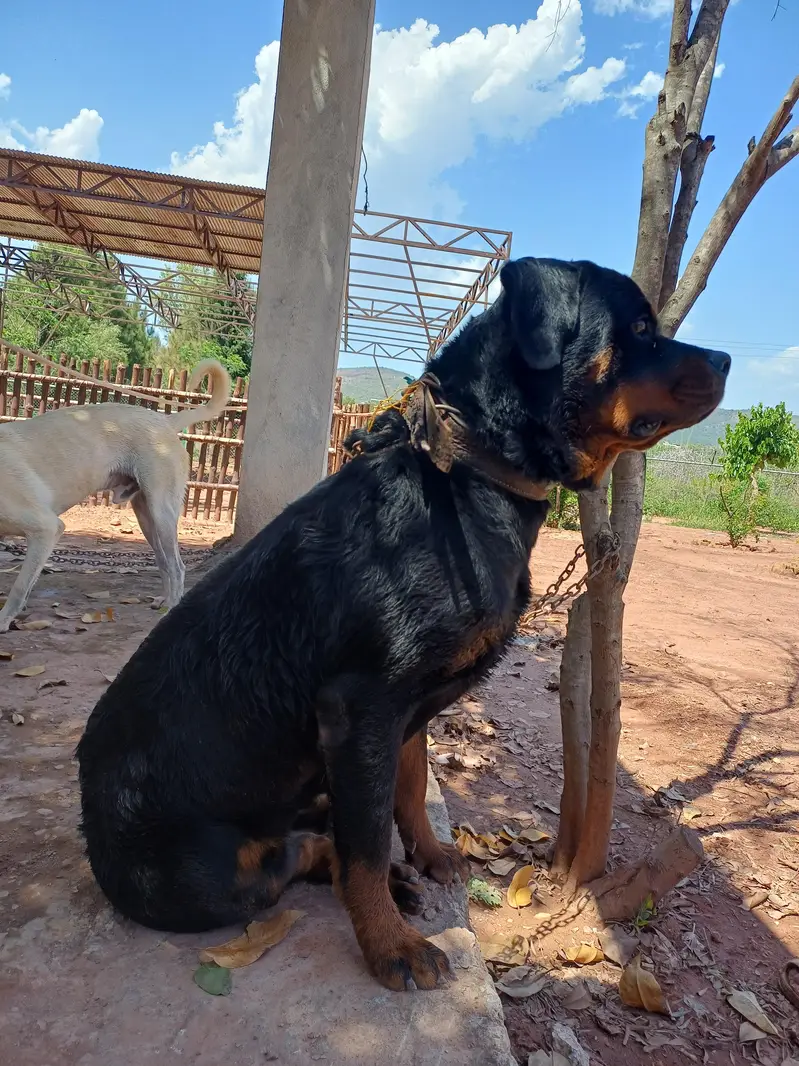 Rott weiler pedigree — photo 10