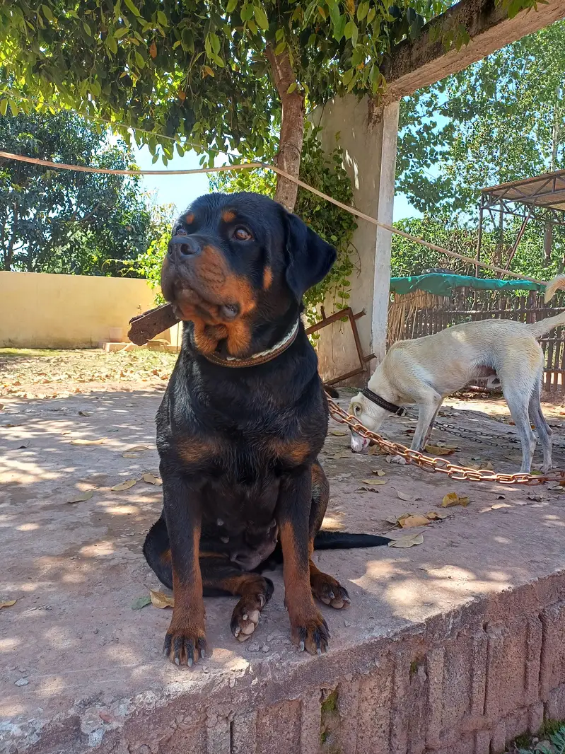 Rott weiler pedigree — photo 11