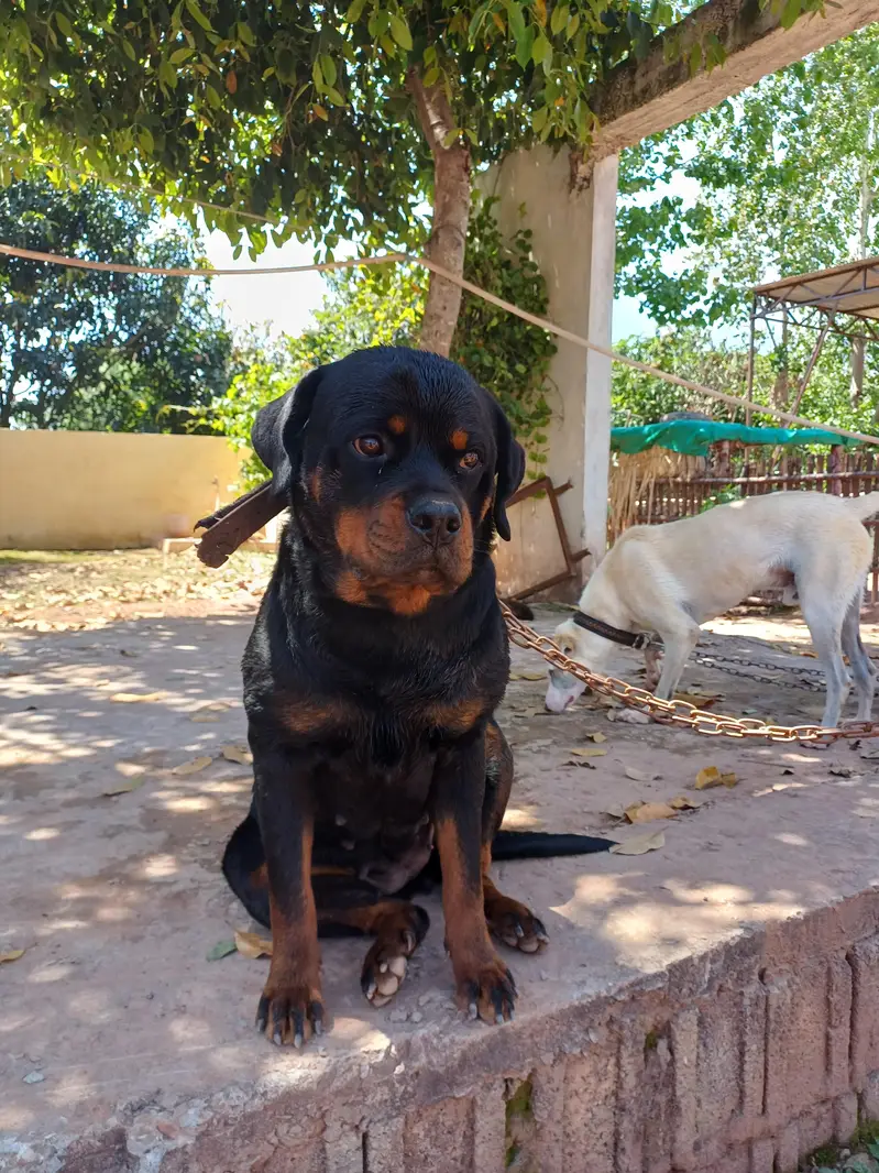 Rott weiler pedigree — photo 12