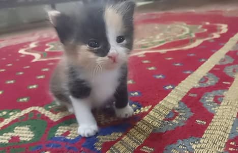 Adorable Calico Kitten for sale buy one get one free