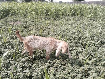 desi Bakra for sale WhatsApp= 03487390292}