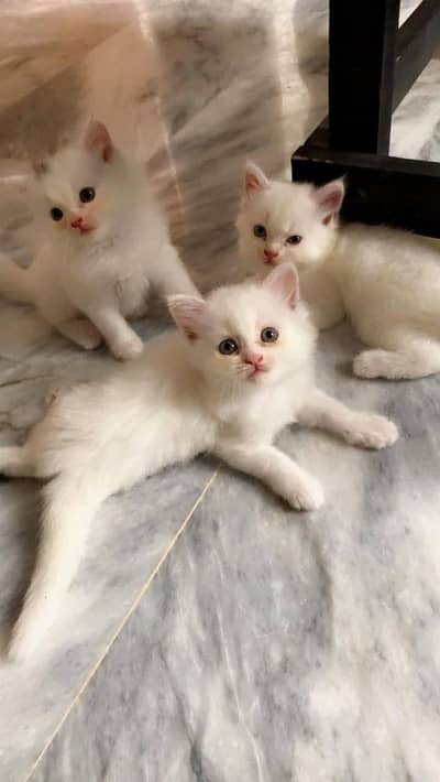 Original Triple coat Persian Kitten