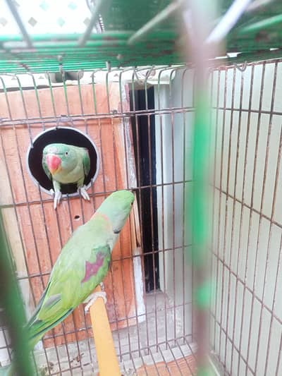 210% breeder pair neat and clean fly and nail Avery think is ok