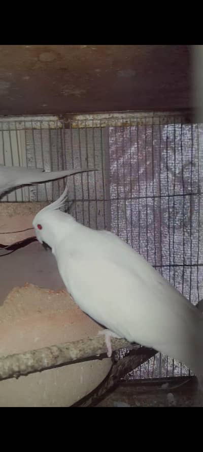Eno redeyes cockatiel pair male female Cocktail