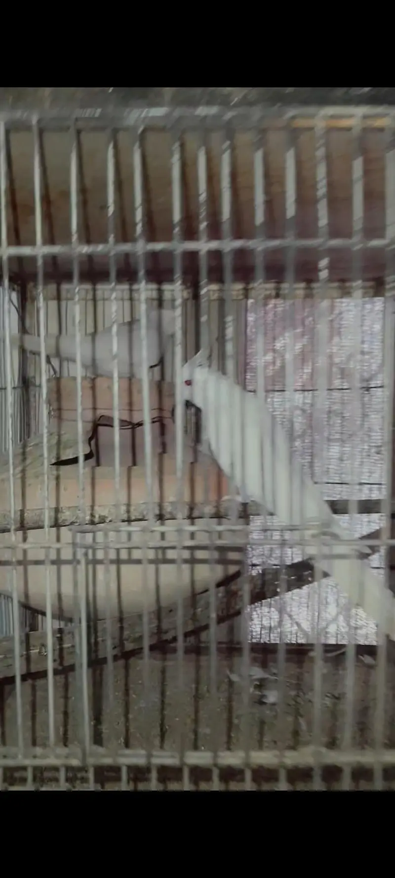 Eno redeyes cockatiel pair male female Cocktail — photo 2