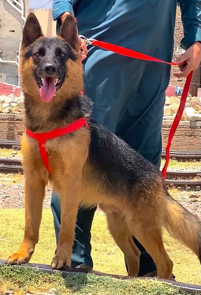 German Shepherd male dog | long coat | GSD | German Shepherd dog