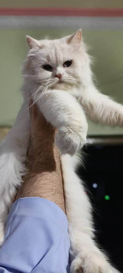 Furry cat looking for a home