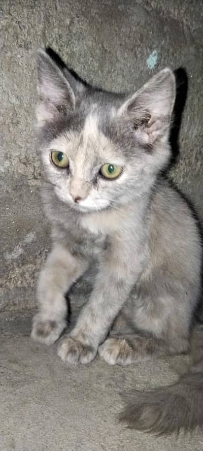 Beautiful and Healthy cat for sale