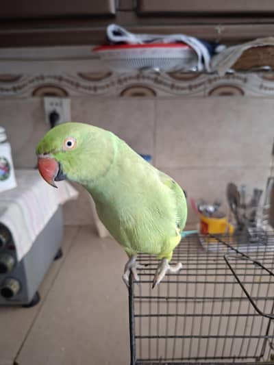 Green neck parrot