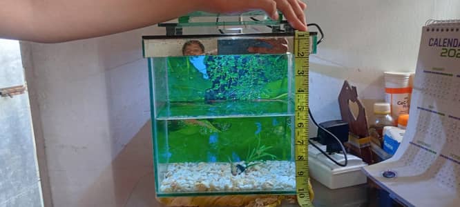 fish equrium