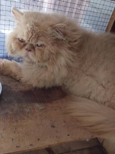 extreme punch face