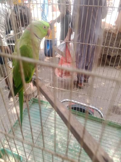 male ringneck bhot acha male hai