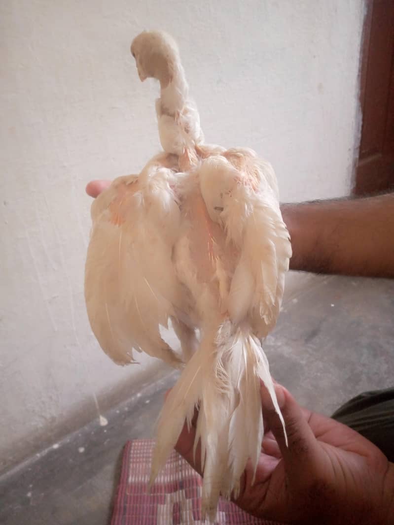 کوالٹی کے ہیرے بچے ہیں 1