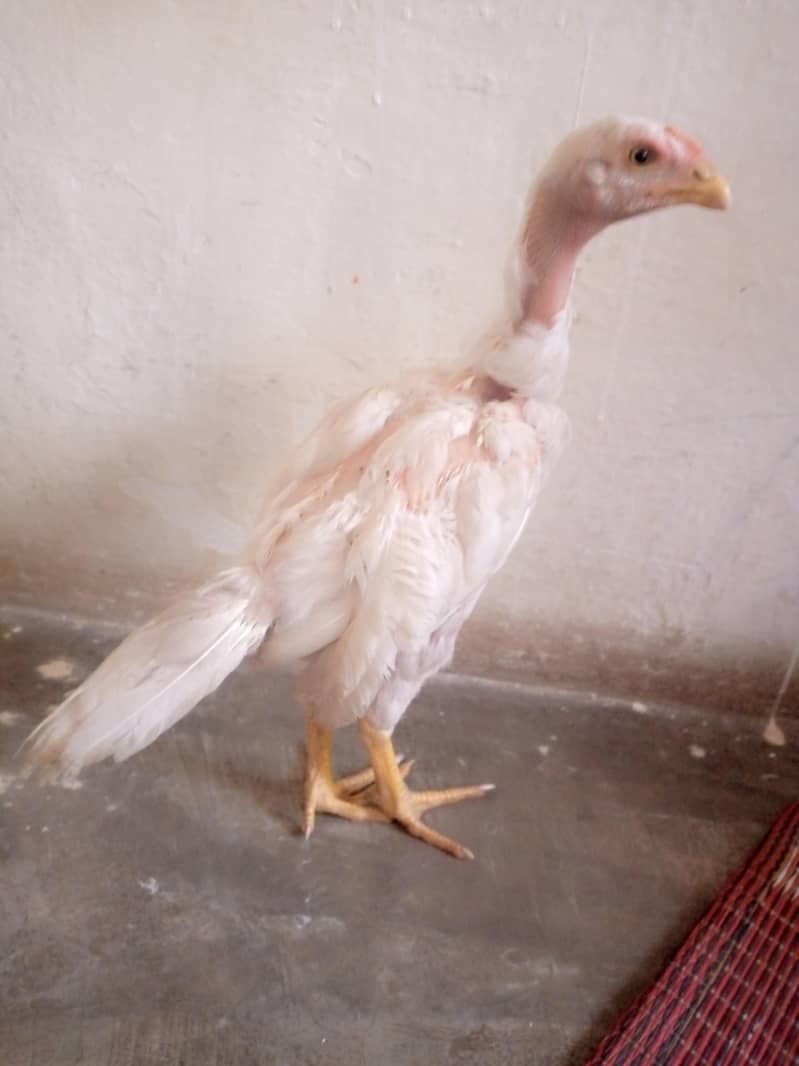 کوالٹی کے ہیرے بچے ہیں 2