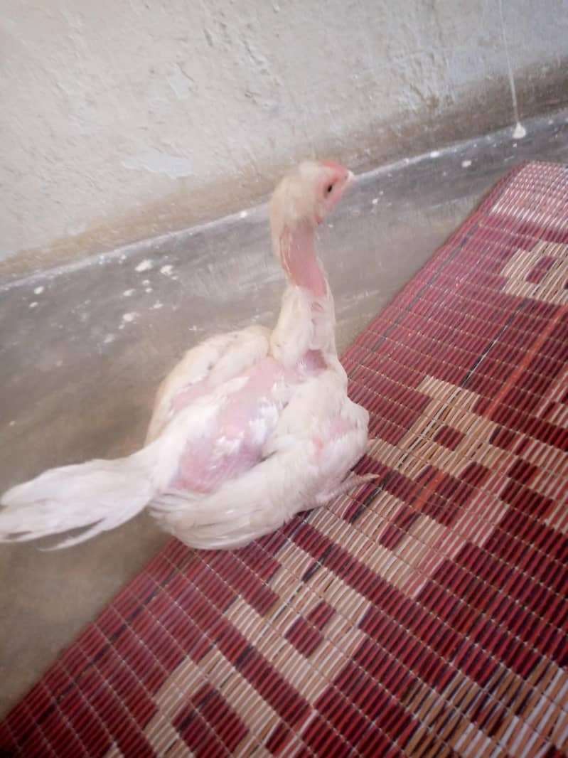 کوالٹی کے ہیرے بچے ہیں 3
