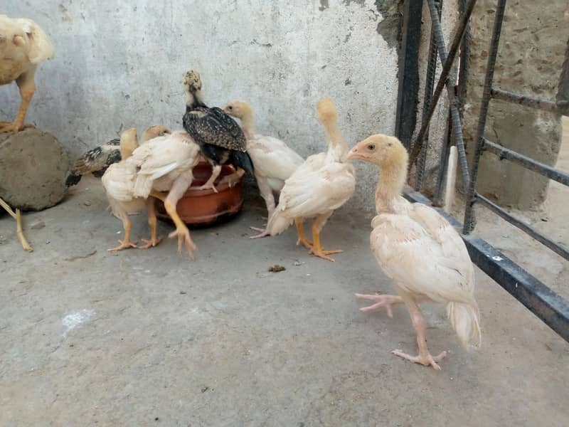 کوالٹی کے ہیرے بچے ہیں 6