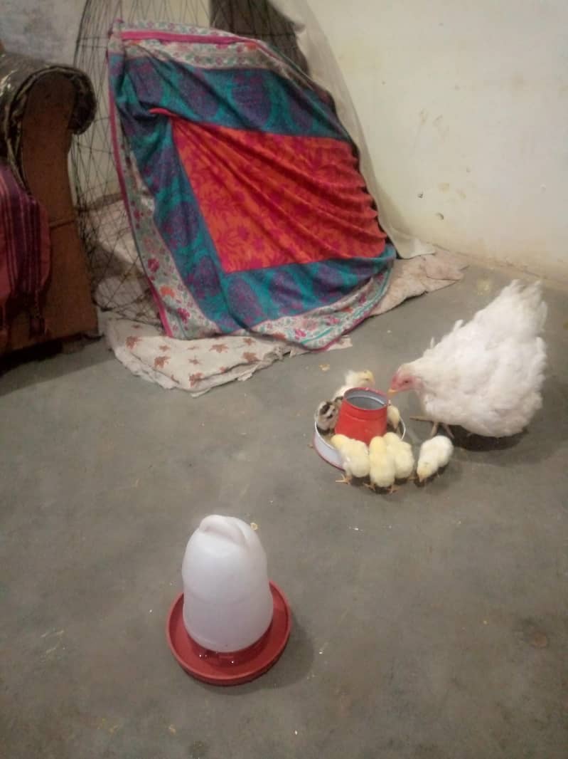 کوالٹی کے ہیرے بچے ہیں 8
