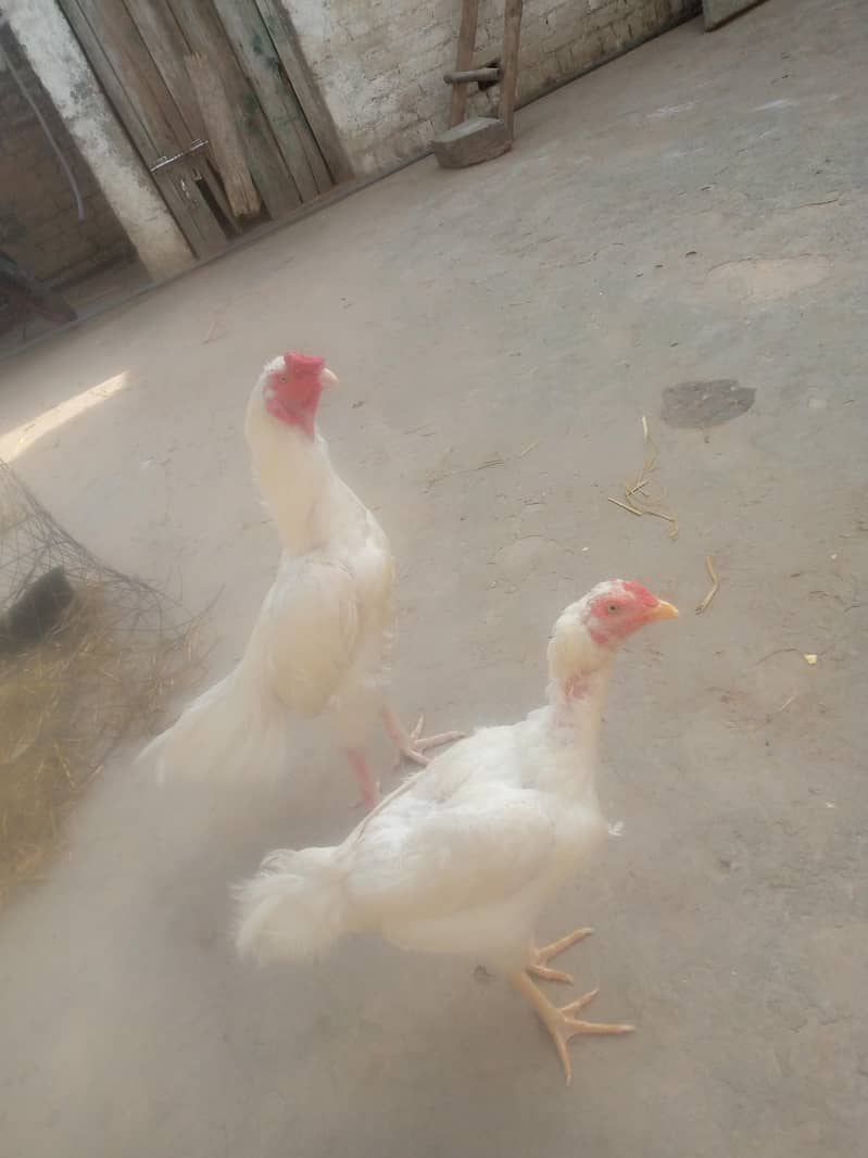 کوالٹی کے ہیرے بچے ہیں 11