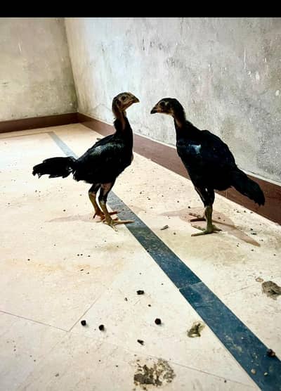 Aseel Shamo | Pure bloodline |3 month chicks| 1 PCs 5500 OR Pair 10000