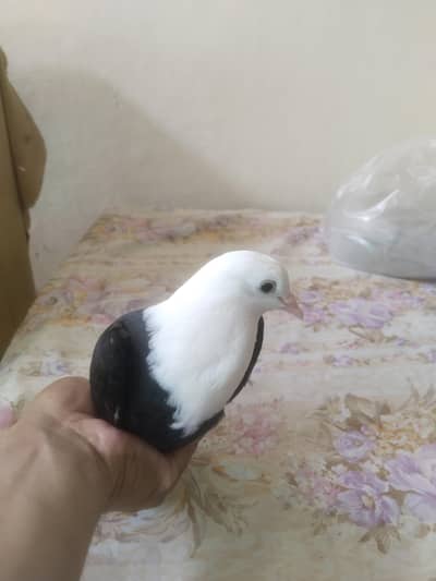 Black Karblai Female