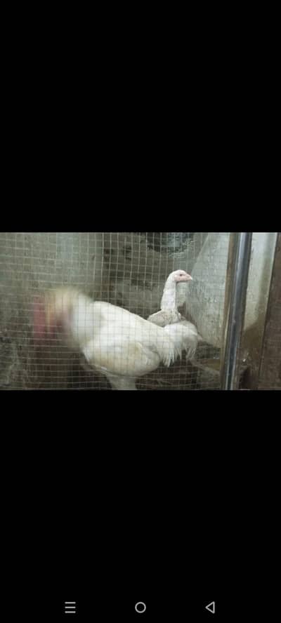 white aseel Hera pair