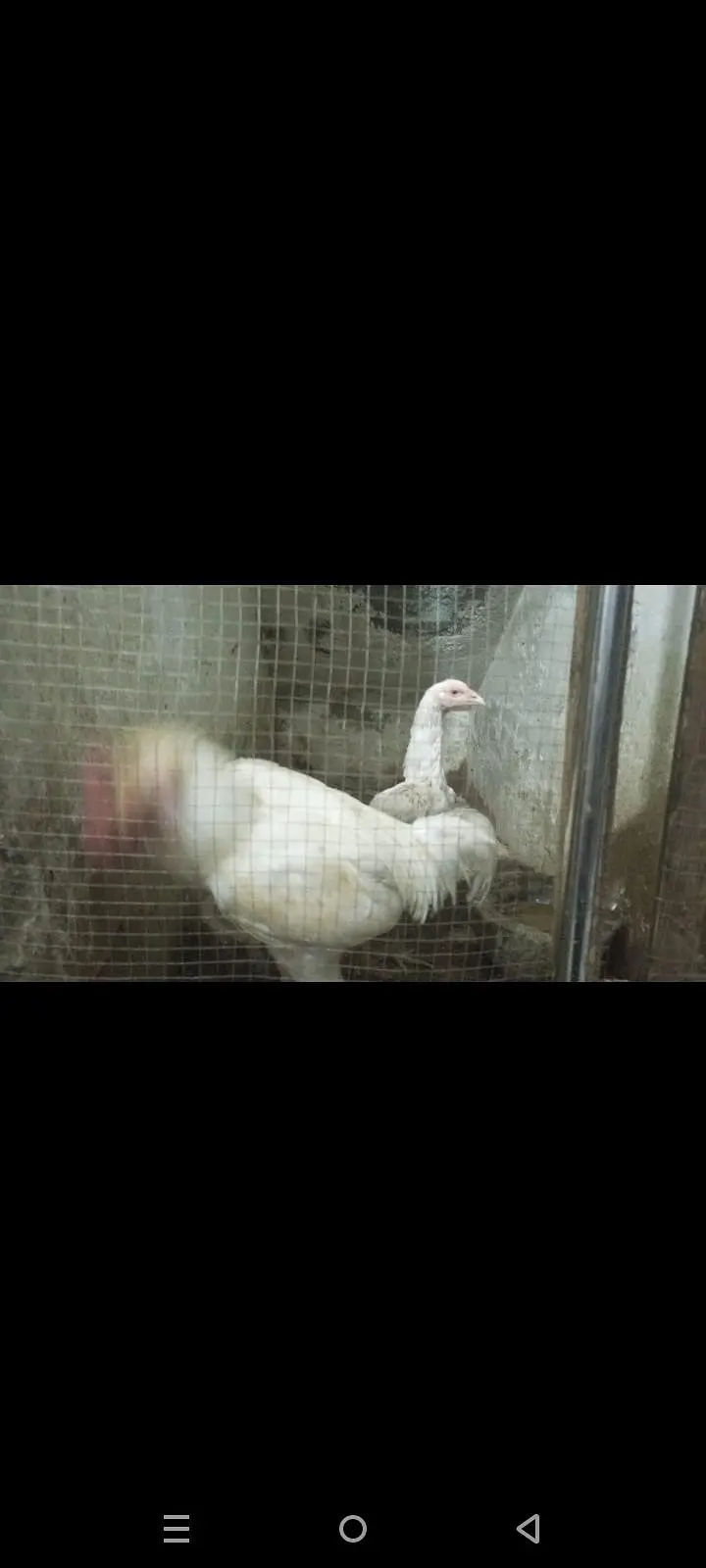 white aseel Hera pair